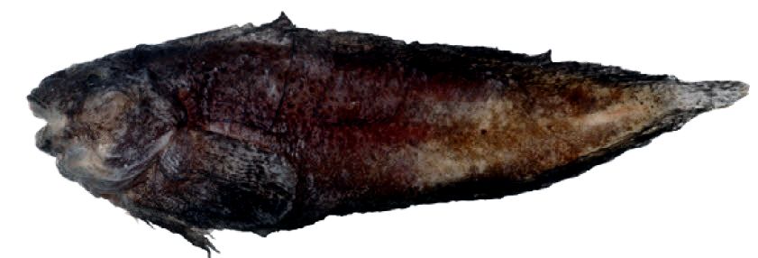 Liparis liparis_09.jpg